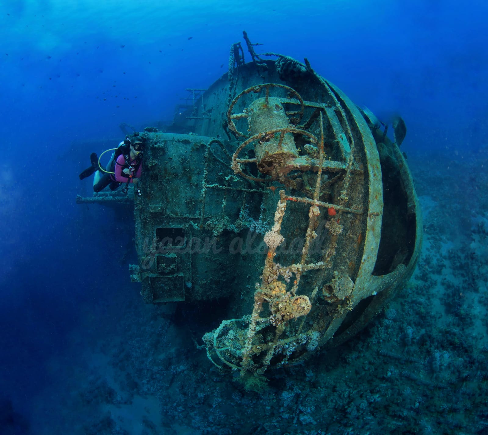Diver at the bow of the Cedar Pride wreck, encrusted with coral growth